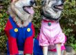 Super Mario and Princess Peach Pups